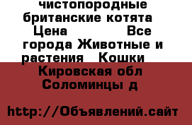 чистопородные британские котята › Цена ­ 10 000 - Все города Животные и растения » Кошки   . Кировская обл.,Соломинцы д.